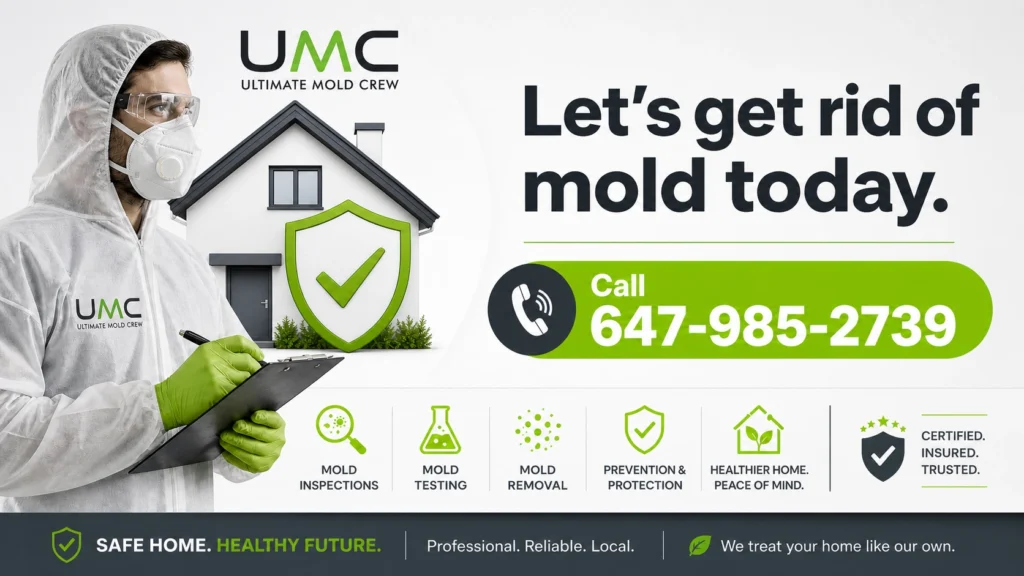 Toronto Mold Removal By Certified Professionals Toronto Mold Removal By Certified Professionals