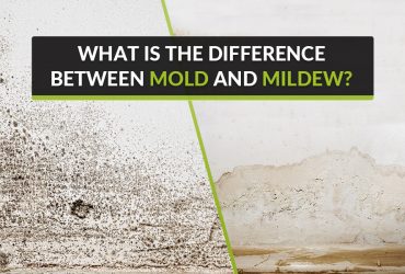 What-is-the-difference-between-mold-and-mildew.