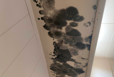 Mold in a Laundry Room