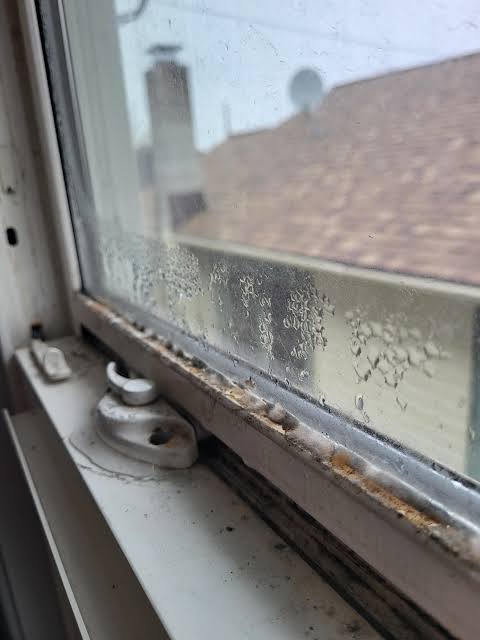 Mold After Window Leak