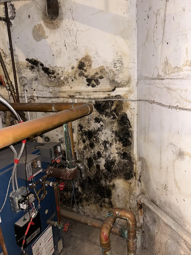 Mold-Growth-From-Water-Leak