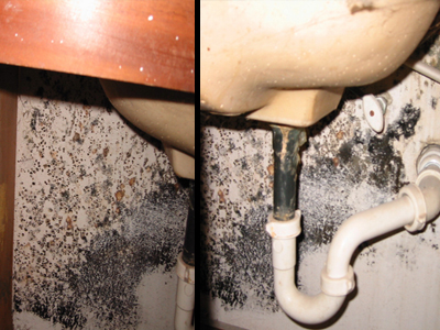 mold-under-sink mold-under-sink
