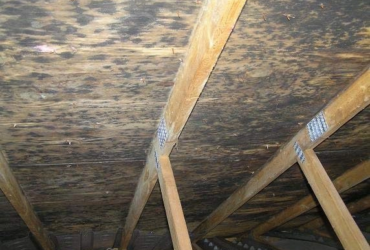 Attic Mold Removal in Toronto