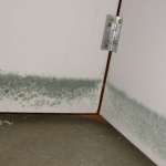 green-mold:-prevention,-detection,-and-remediation