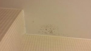 home, water, bathroom, hydrogen peroxide, baking soda, tea tree oil, black mold , mold removal, ceiling tiles , ceiling, remove