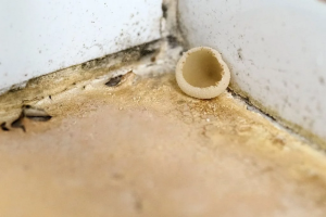 mushrooms growing Inside the House