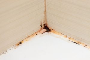 pink mold shower - get rid of pink mold in shower