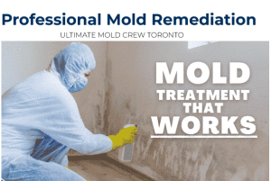 professional mold cleanup in toronto.