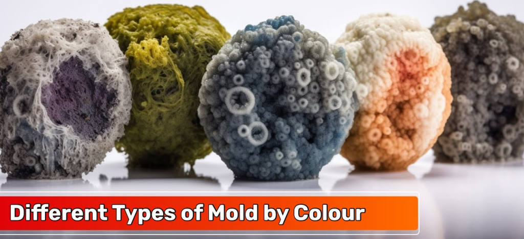 Mold Colors