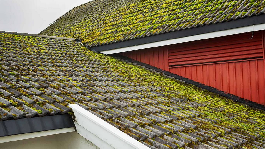 Roof damage, mold, moss, shingles, leaks, property value, health risks, slippery roof Professional roof cleaning, roof cleaning cost, roof cleaning services , Roof, professional services, cost