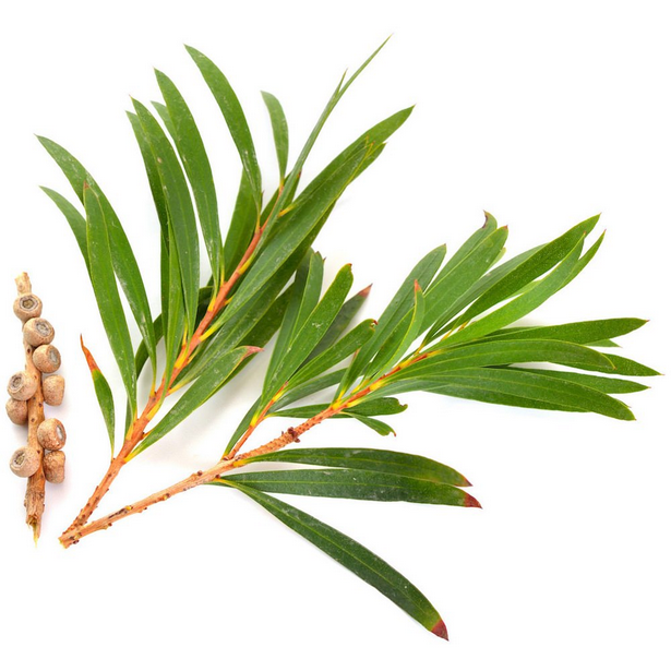 Tea-Tree-Essential-Oil-Melaleuca-alternifolia-mold-removing