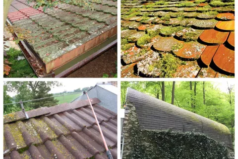 Roof damage, mold, moss, shingles, leaks, property value, health risks, slippery roof Professional roof cleaning, roof cleaning cost, roof cleaning services , Roof, professional services, cost