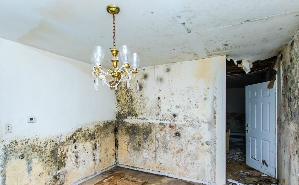 Mold Inspection in Apartments