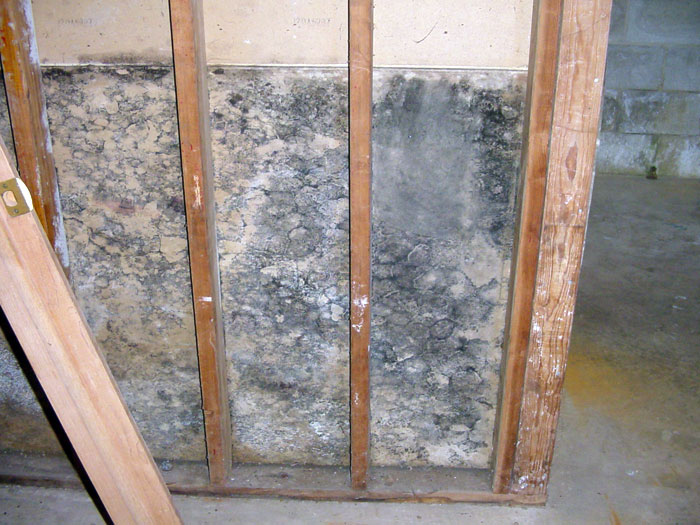 hidden signs of mold behind drywall health symptoms visual detect safe removal, repair steps prevention tips
