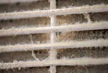 Mold-Claims-Denied-GTA