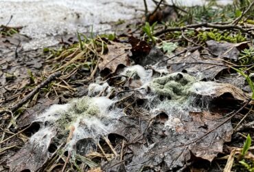mold from melting snow in spring