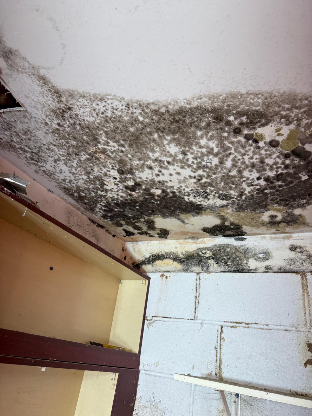 Garage mold removal (leaky plumbing)