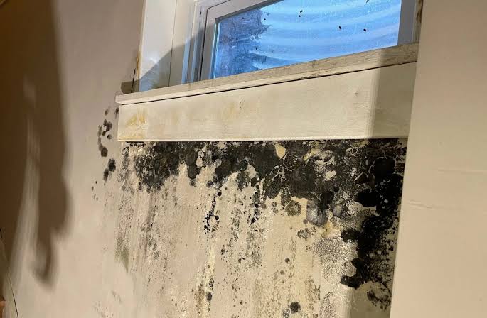 Mold After Window Leakage toronto removal