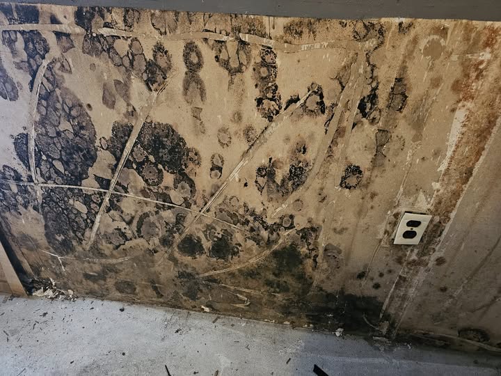 Mold Growth From Plumbing Water Leaks Inside Walls [GUIDE]