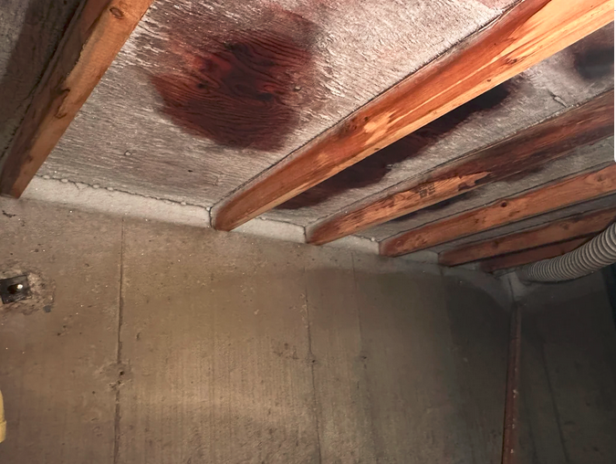 Cold Room Mold Toronto: Signs, Causes, Removal & Prevention
