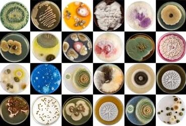 mold-species