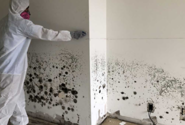 During Mold Removal